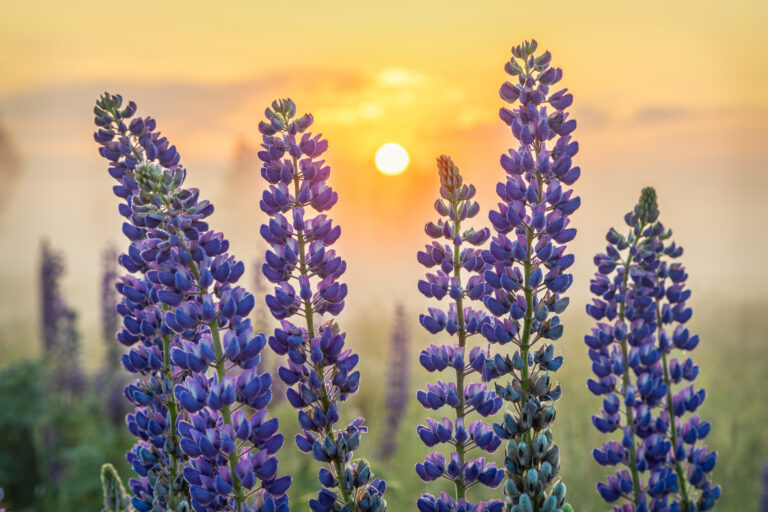 Lupin flowers with rising sun on background